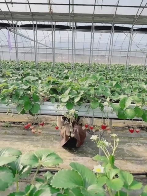 いちご★人妻KISS★