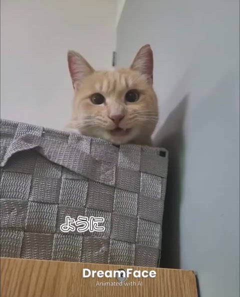 にゃんこが可愛すぎる🐈