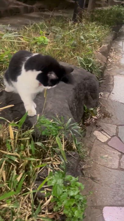 🐈