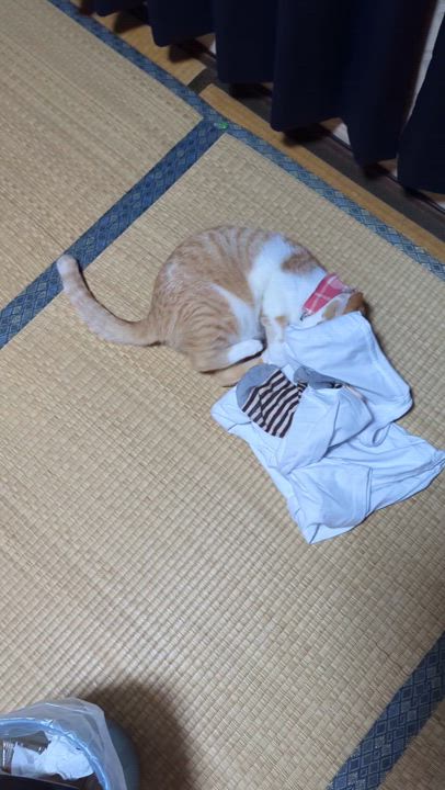 癒しでしかないฅ^•ω•^ฅ