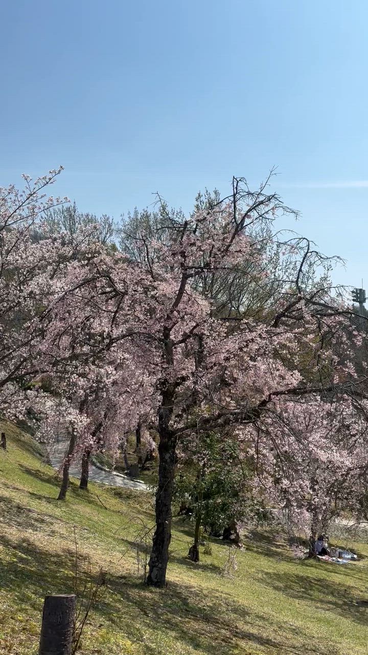 桜🌸と一緒に、あなたに笑顔を💝