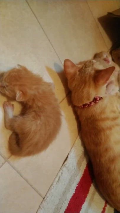 🐈🐟
