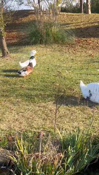 白鳥の湖