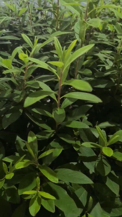 対比効果