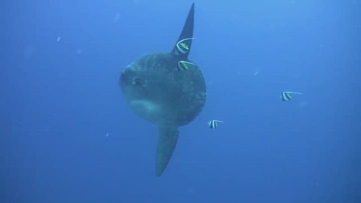 長岡風俗出張アロママッサージ